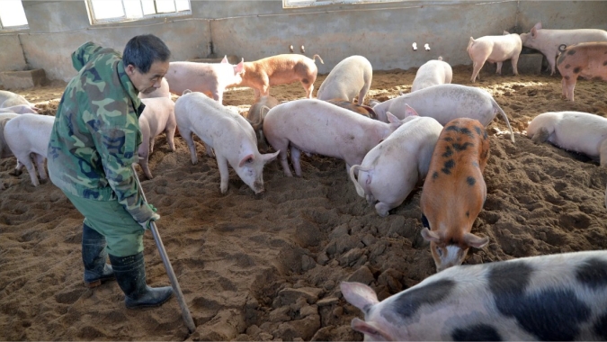 China anuncia aceleração na retomada de criação de frangos e suínos