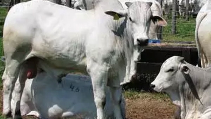 Radar Investimentos: Aumento dos exportações de carne bovina no acumulado de setembro