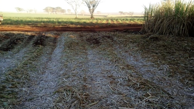 Inverno 2021: impactos para a cana-de-açúcar