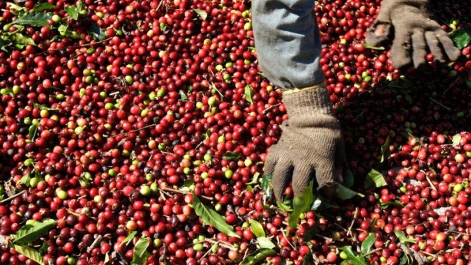 Café: Principais contratos seguem registrando baixas em Nova York