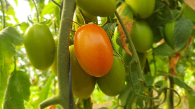 Pandemia e alto custo de produção forçaram redução de área na tomaticultura e cenário é de equilíbrio entre oferta e demanda
