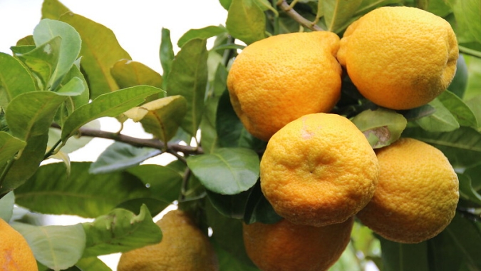 Previsão de Safra: boas perspectivas para os grãos, cana e laranja permanecem estáveis