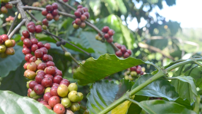 Oferta limitada: Preços de café no Vietnã atingem maior nível de história no mês de maio
