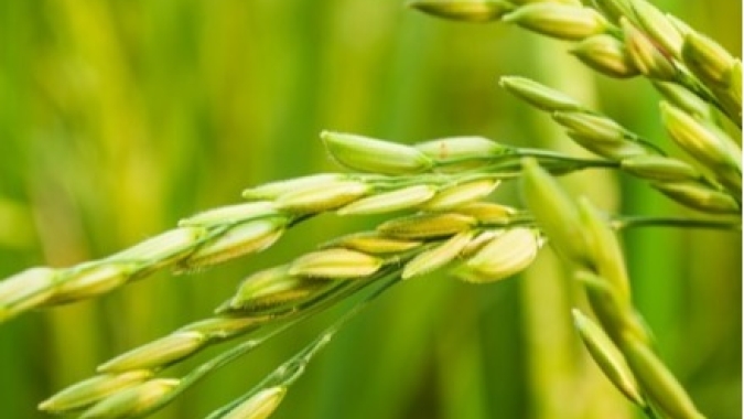 Governador projeta ampliar produção de arroz em Goiás em parceria com União