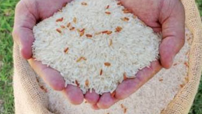 Arroz/Cepea: Menor produção afasta vendedor do spot; Indicador sobe