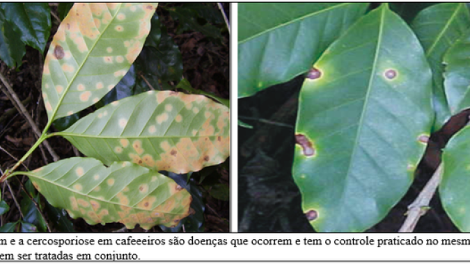 Procafé: É impraticável o uso de monitoramento, de índices de infecção, para controle da ferrugem do cafeeiro