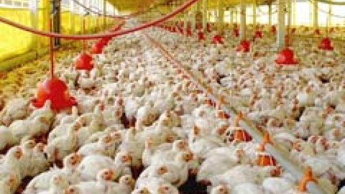 Com cenário de firmeza nos preços, mercado do frango aguarda a retomada das exportações para China e México