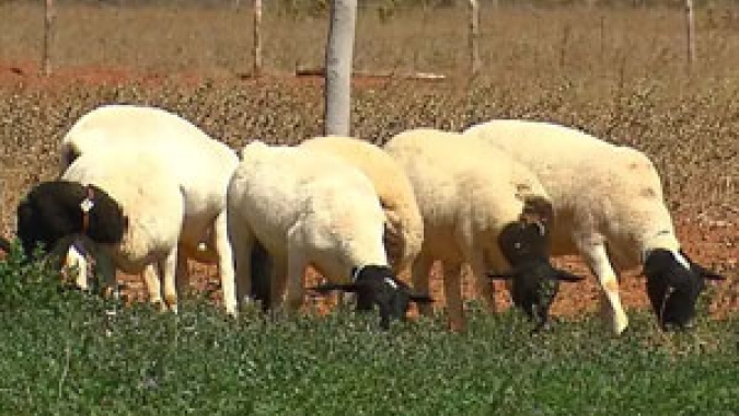 Projeto promove rota de aprendizagem na criação de caprinos e ovinos no semiárido