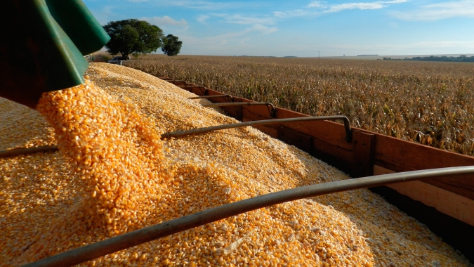 Venda do milho 21/22 está atrasada no MT, mas estado exportou mais do que na safra passada, relata Imea