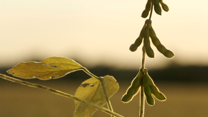 DATAGRO reduz safra 2019/20 de soja do Brasil para 121,92 mi t e eleva a de milho para 101,93 mi t
