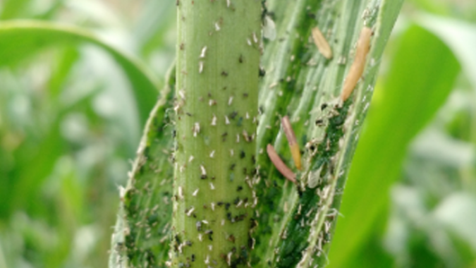 Emater-MG divulga em redes sociais receitas de caldas para controlar doenças e pragas em plantas