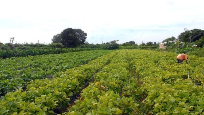 Governo altera definição de agricultor familiar