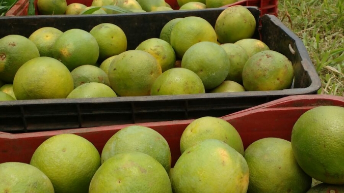 Citros/Cepea: Mercado de laranja permanece pressionado; clima favorece a florada