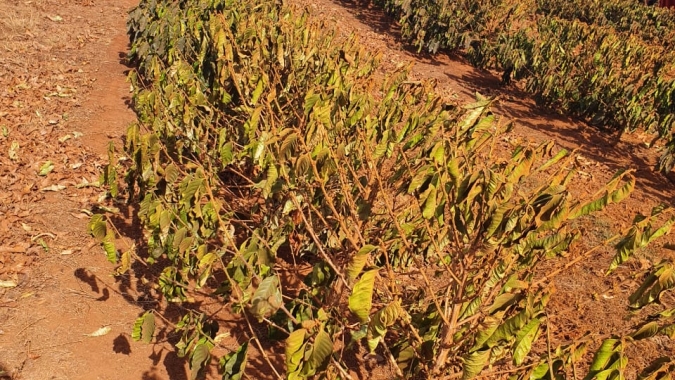 Déficit hídrico: Procafé alerta para cenário caótico nas lavouras de café arábica