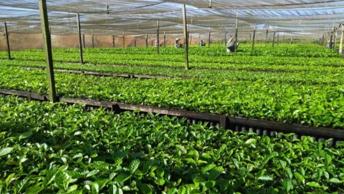 Projeto “Rede Estadual de Avaliação de Clones de Café em Rondônia” viabiliza melhoramento genético
