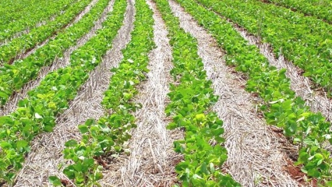 Plantio brasileiro da soja passa de 88% e irregularidade das chuvas segue preocupando, aponta Pátria Agronegócios