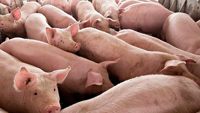 Embarques de carne suína brasileira seguem em ritmo positivo, segundo analista