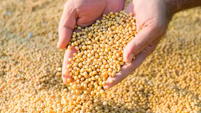 Expansão da soja no Tocantins evidência papel estratégico das agroindústrias na absorção da safra