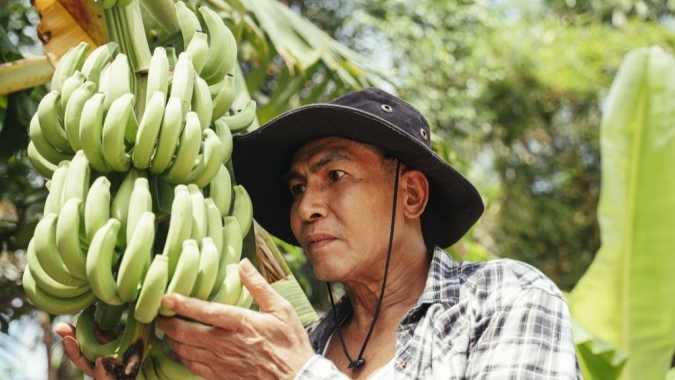 Soam os alarmes no Peru e no Equador pela “pandemia” da banana e peritos pedem cooperação público-privada para enfrentar a praga