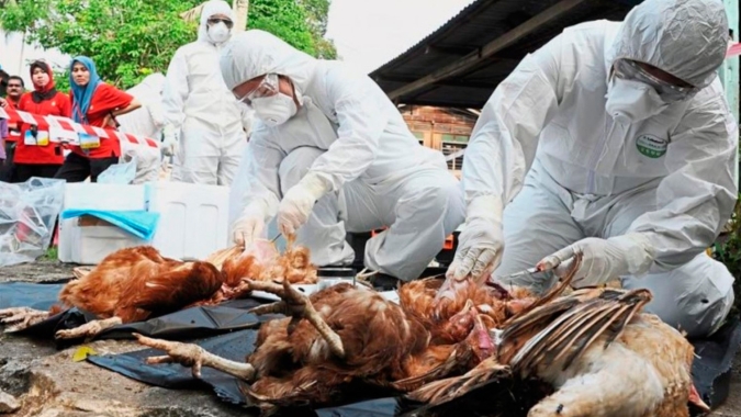 Gripe aviária: surtos na Europa e na Ásia podem estimular aumento de preços do frango brasileiro
