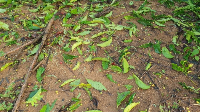 Às vésperas da colheita, chuva de granizo atinge lavouras de conilon no Espírito Santo