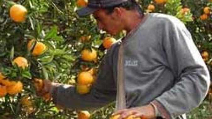 IMA monitora pomares de citros em Minas