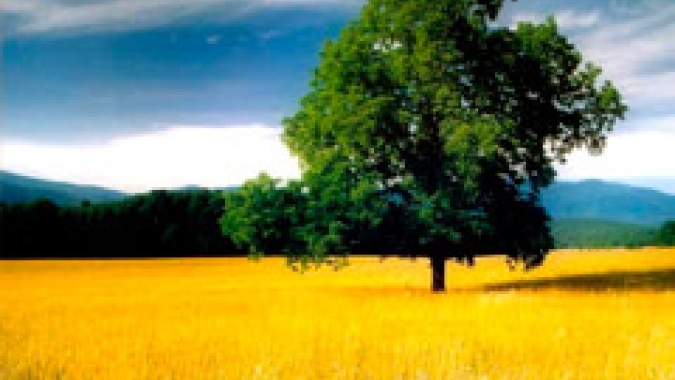 Lei permite a produtor rural usar cadastro ambiental para cálculo do ITR