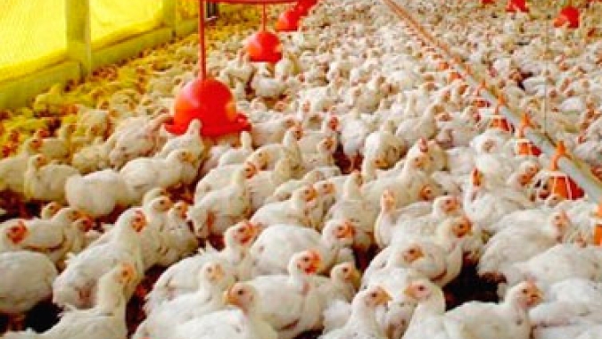 Frango/Cepea: Competitividade frente à carne suína é a maior desde nov/20