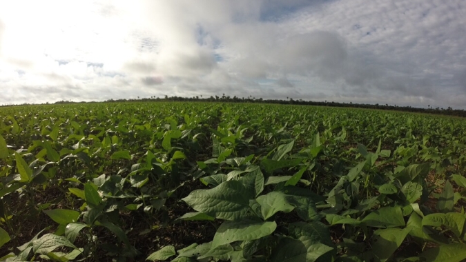 Publicado zoneamento agrícola do feijão caupi para 2021/2022
