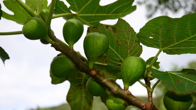Produção de figo apresenta boas condições e mercado favorável no Rio Grande do Sul