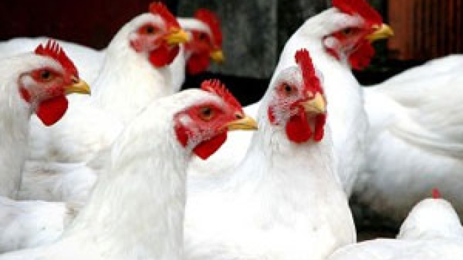 Neste Dia Mundial do Frango (10), conheça mais sobre a proteína animal mais consumida pelas famílias brasileiras