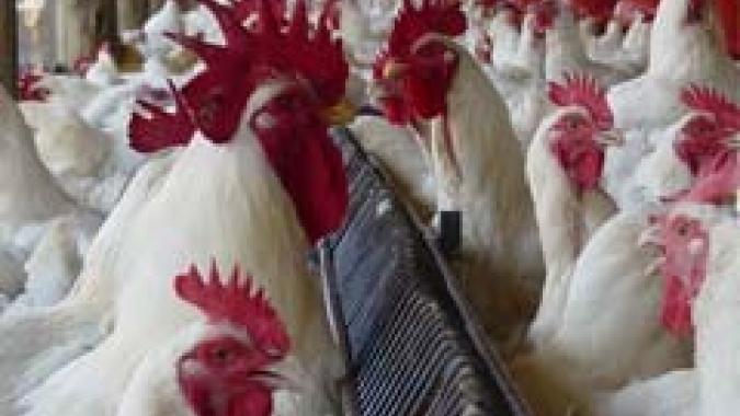 Terça-feira (14) com cotações estáveis para o mercado do frango