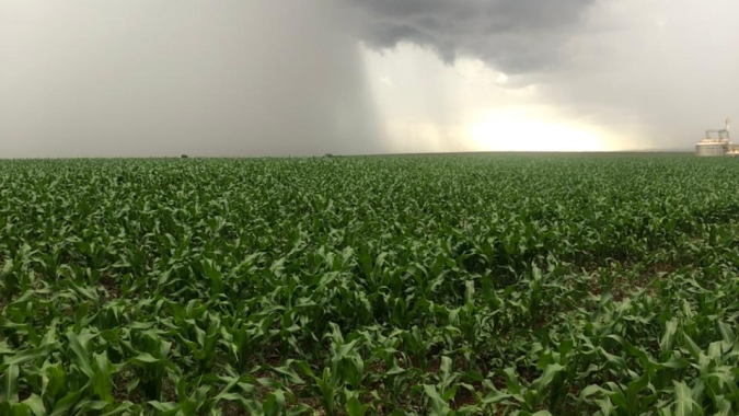 Monitoramento Agrícola da Conab registra chuvas em todas as regiões produtoras do país