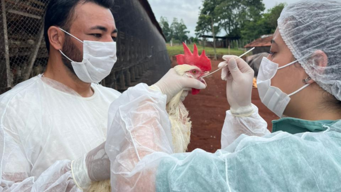 Paraná conclui ciclo 2025/2026 de vigilância ativa para Influenza Aviária e Doença de Newcastle