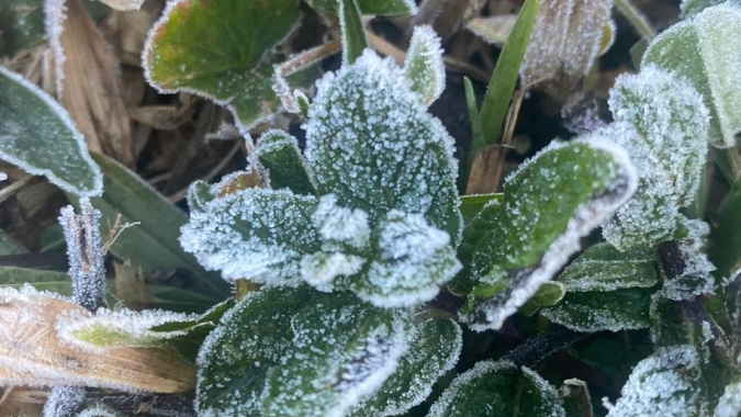 La Niña pode favorecer a ocorrência de geada em Mato Grosso do Sul, afirma Embrapa Agropecuária Oeste