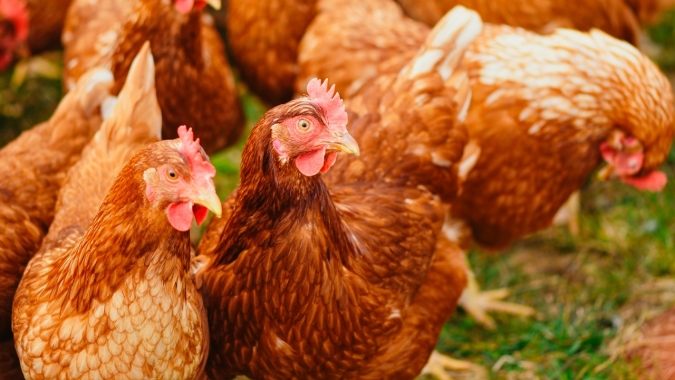 C.Vale deve manter estáveis os alojamentos de aves