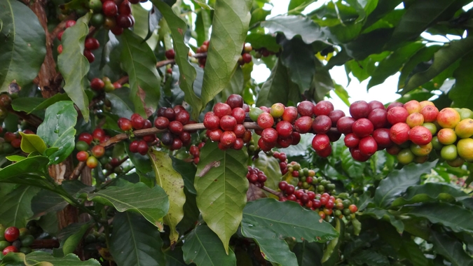 Café: Nova York e Londres voltam a registrar baixas técnicas nesta quinta-feira