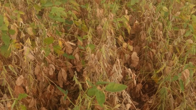 Safra brasileira de soja perde potencial diariamente com seca e calor