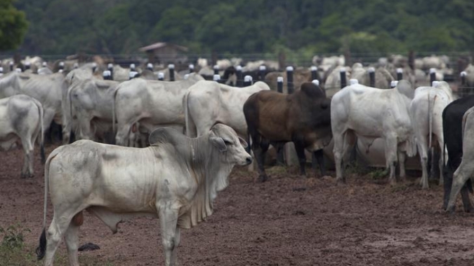 Boi: Pecuaristas e frigoríficos seguem retraídos no aguardo do desempenho da demanda doméstica