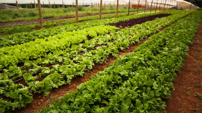 Alface/Cepea: Saída aquecida traz ânimo aos produtores em Teresópolis