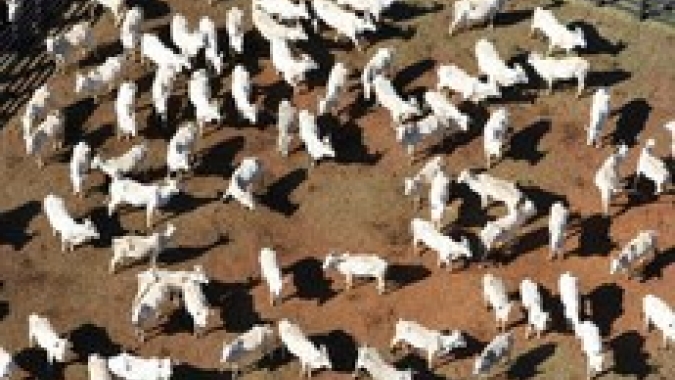 Mapa receberá contribuições da sociedade sobre rastreabilidade na cadeia produtiva de carnes de bovinos e de búfalos