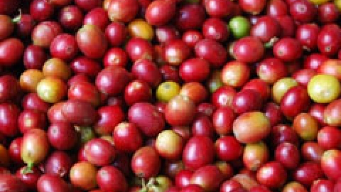 Mercado cafeeiro mantém ganhos das cotações futuras no inicio da tarde desta 2ª feira (11)
