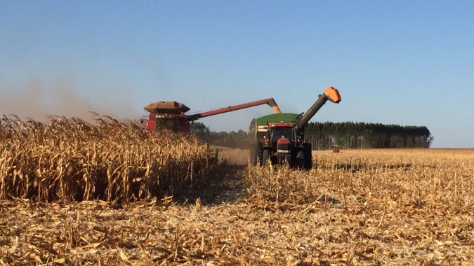 Estimativas de safra indicam aumento de produção e produtividade do agro paulista, com baixa oscilação na área cultivada
