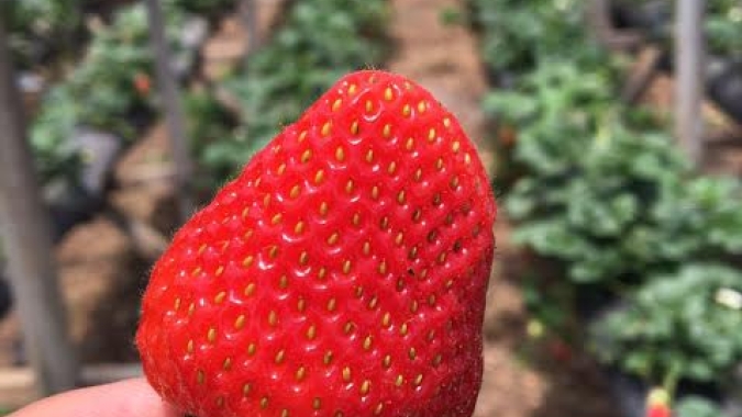 Morango do amor acelera vendas de agricultores do interior de São Paulo
