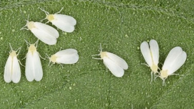 Ibrafe: Mosca-Branca: novas estratégias sustentáveis para a cultura do feijão
