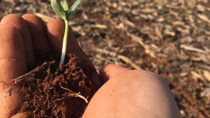 Soja/Imea: Plantio em Mato Grosso avança 17 pontos percentuais na semana, para 25% da área prevista