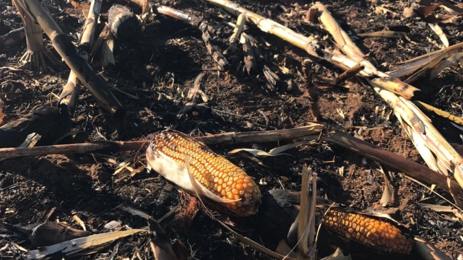 Aprosoja alerta o produtor rural para evitar incêndio na colheita do milho