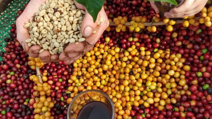CNA debate mercado para cafés especiais do Brasil