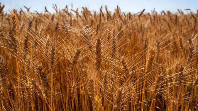 StoneX: Oferta apertada de trigo no Brasil aumenta dependência por cereal importado