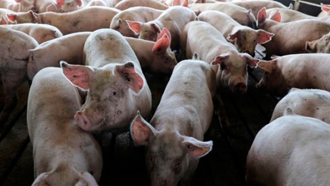 China aumenta rebanho suíno após peste, mas recuperar oferta de carne levará tempo